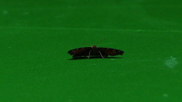 A butterfly causes chaos during Roberston v Higgins match