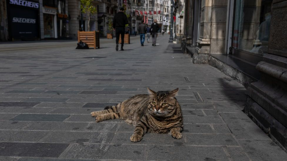 mačka u istanbulu