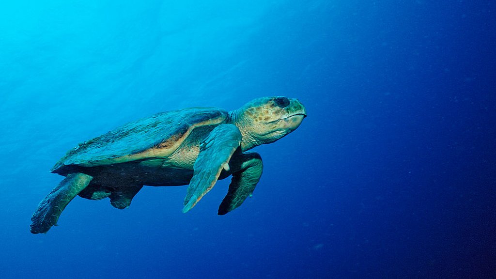 Scientists find turtles tricked by 'stinky plastic' in the ocean - CBBC ...