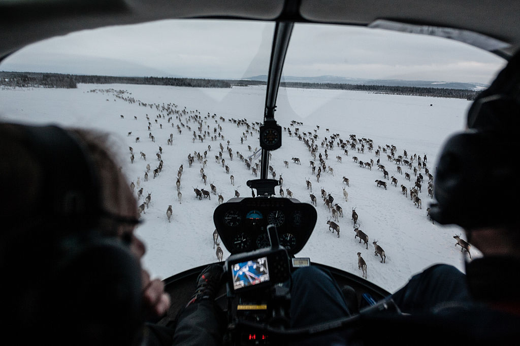 Herding reindeer by helicopter