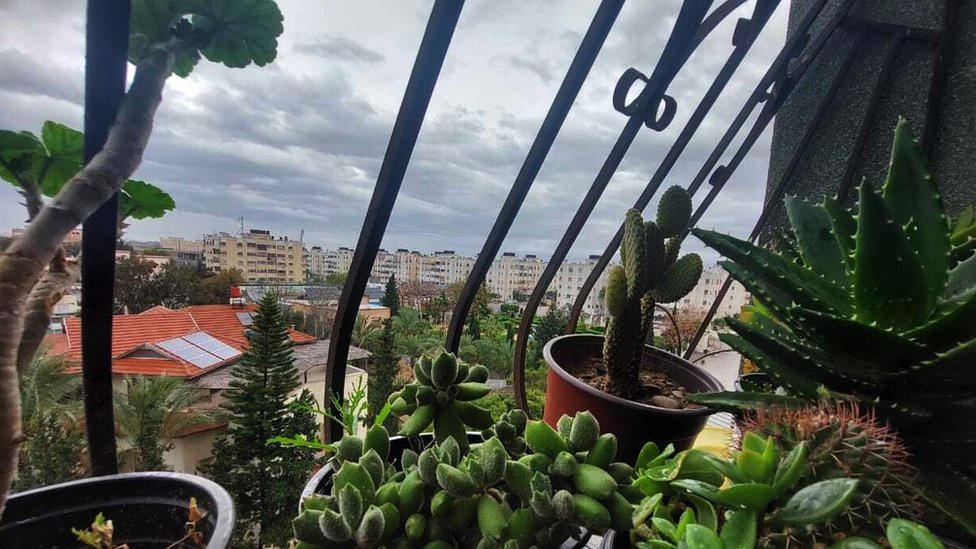 A view of Nashwa Rezeq's balcony with her plants