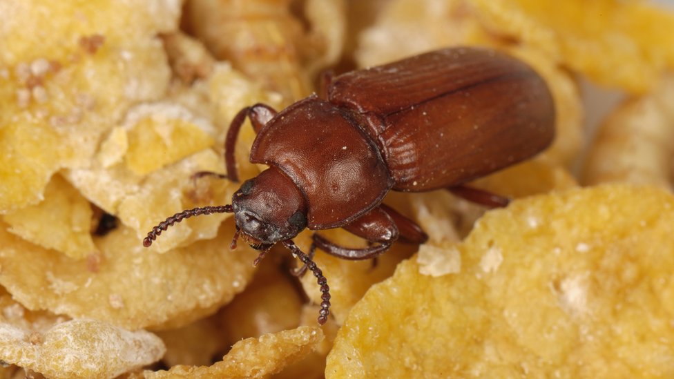 La estrategia de los insectos para no congelarse que ayudó a revelar una  científica argentina - BBC News Mundo