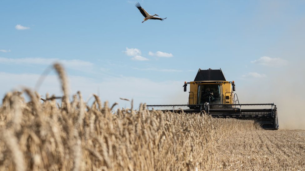 Campo de trigo en Ucrania