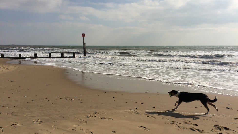 Собака на пляже Борнмута