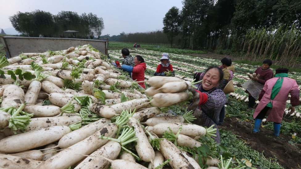 Campos de cultivos en China.