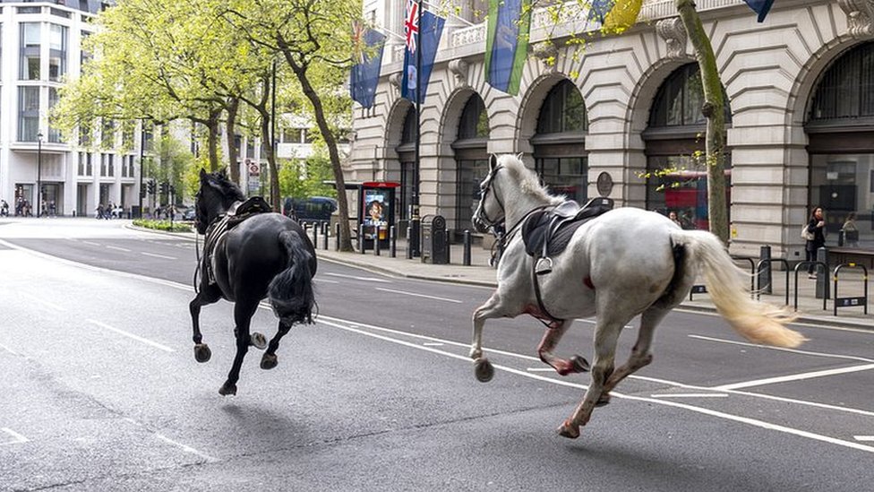 London horses: Too early to know if Cavalry horses will return to duty