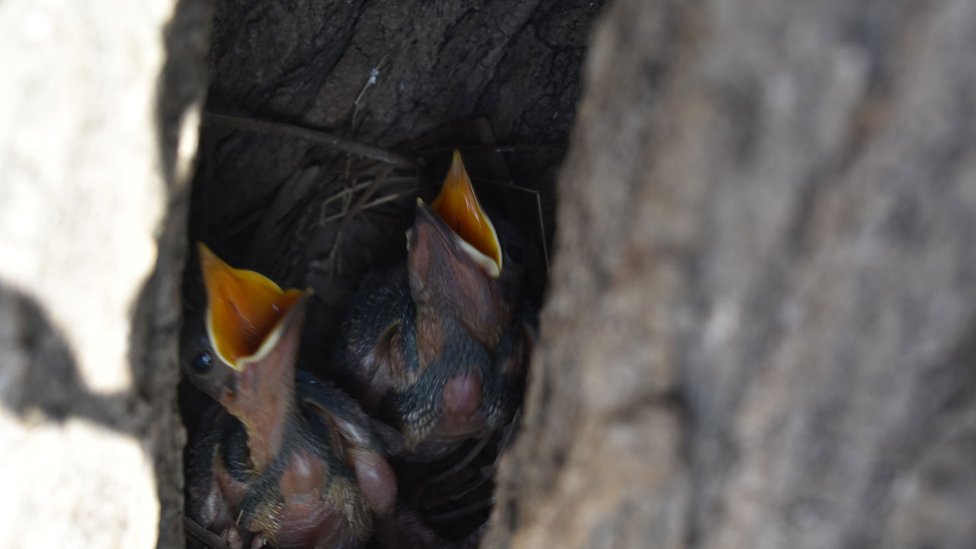 Pollitos pidiendo auxilio en el tronco de un árbol en La Habana, en Cuba.