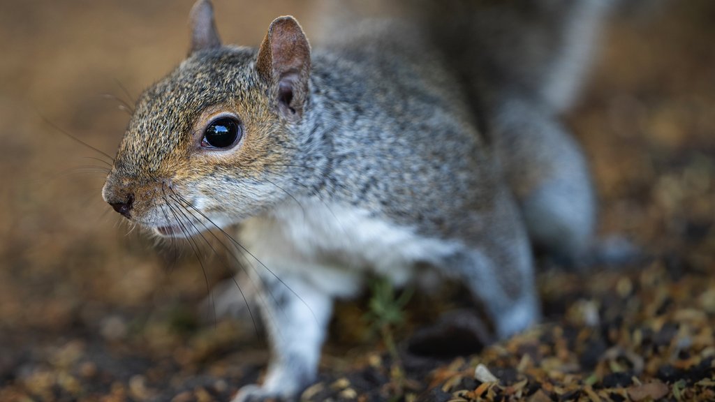 Scientists design contraceptives to limit grey squirrels - BBC News