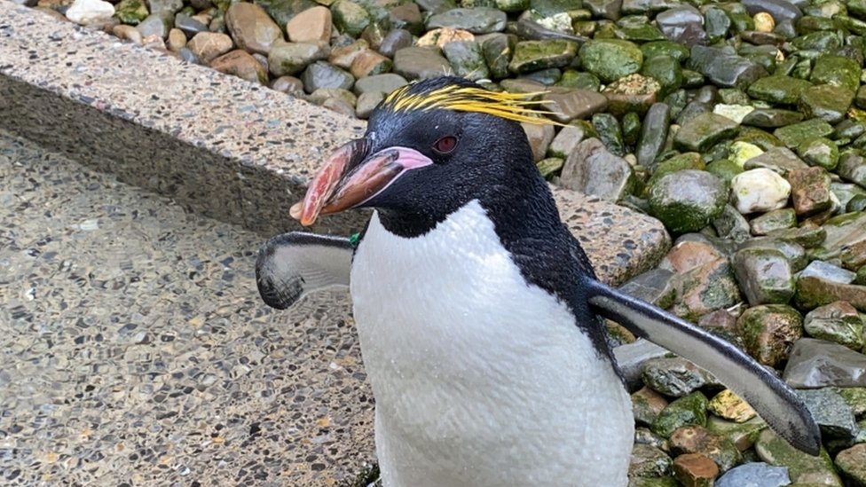 Макаронный пингвин