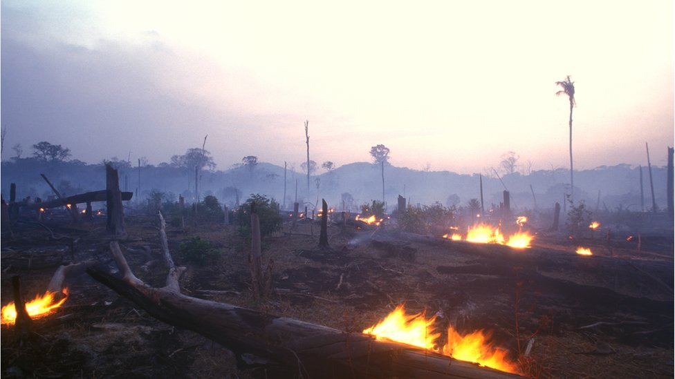 Árboles quemados para despejar terrenos en la selva amazónica.