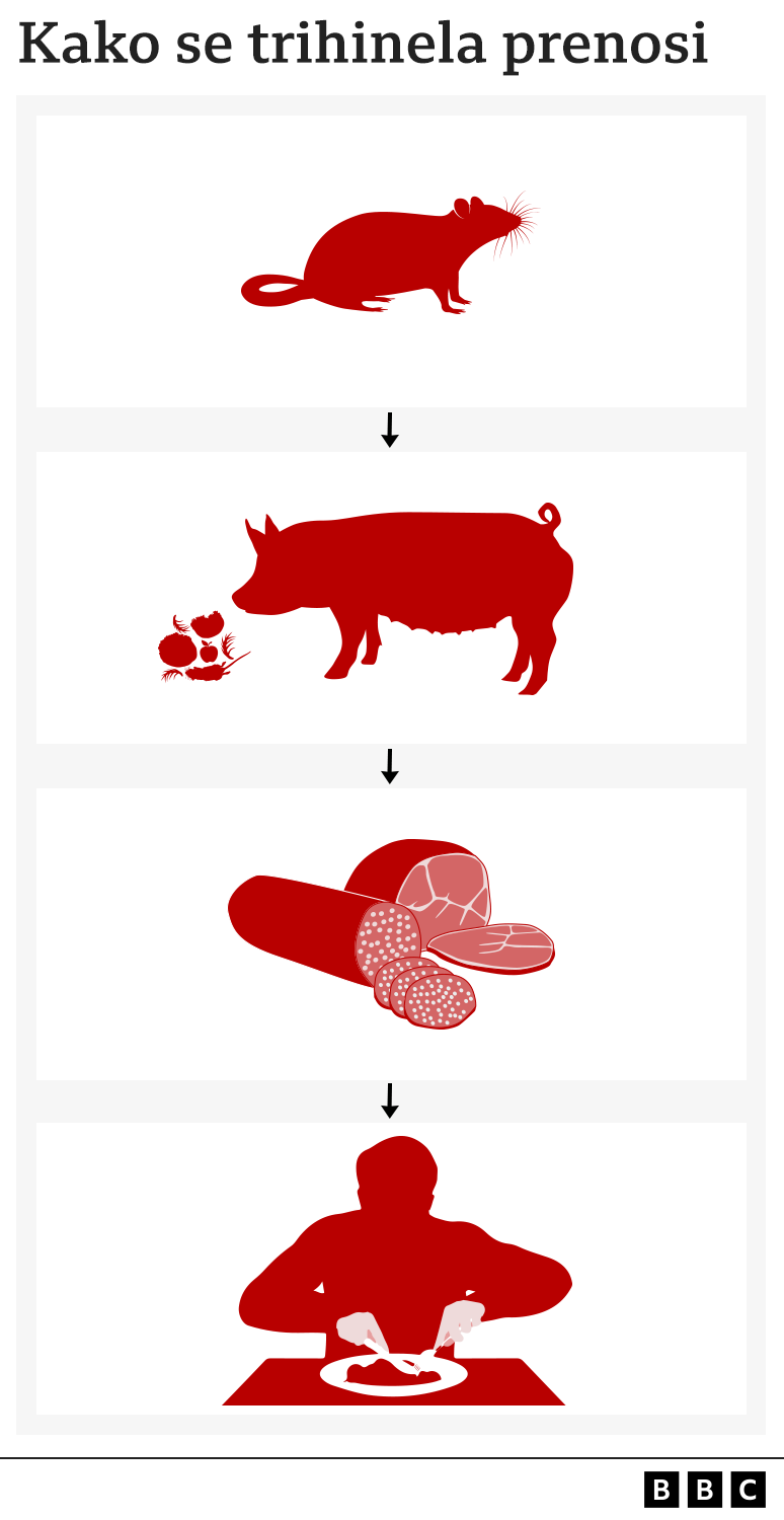 Infografika trihineloza