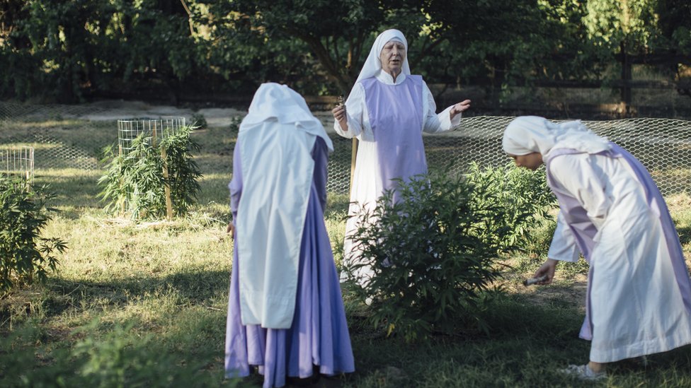 Монахини благословляют растения каннабиса