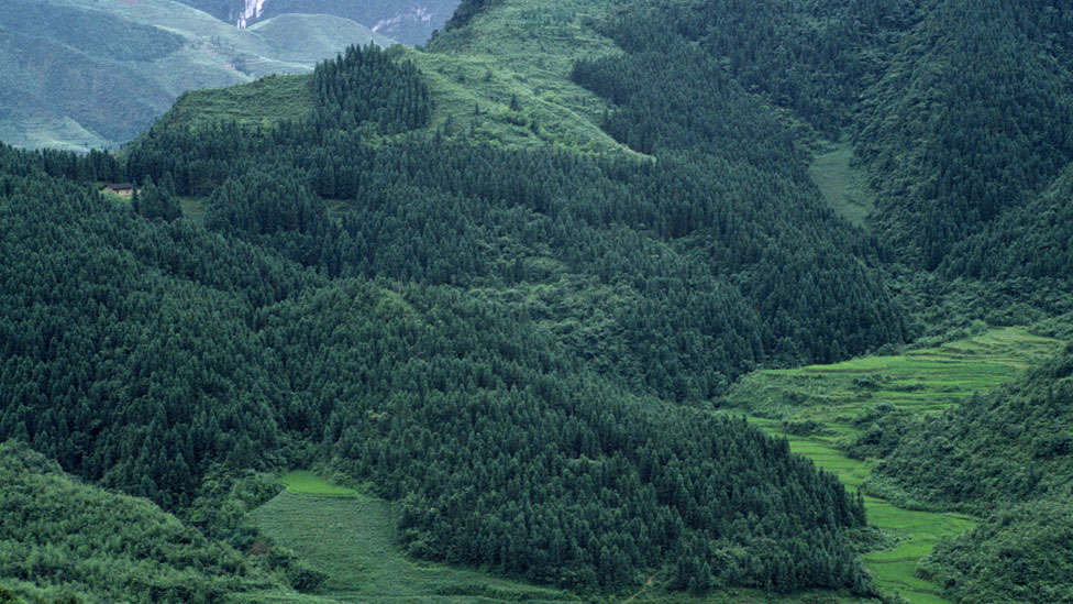 Reforestación en la provincia de Sichuán, China