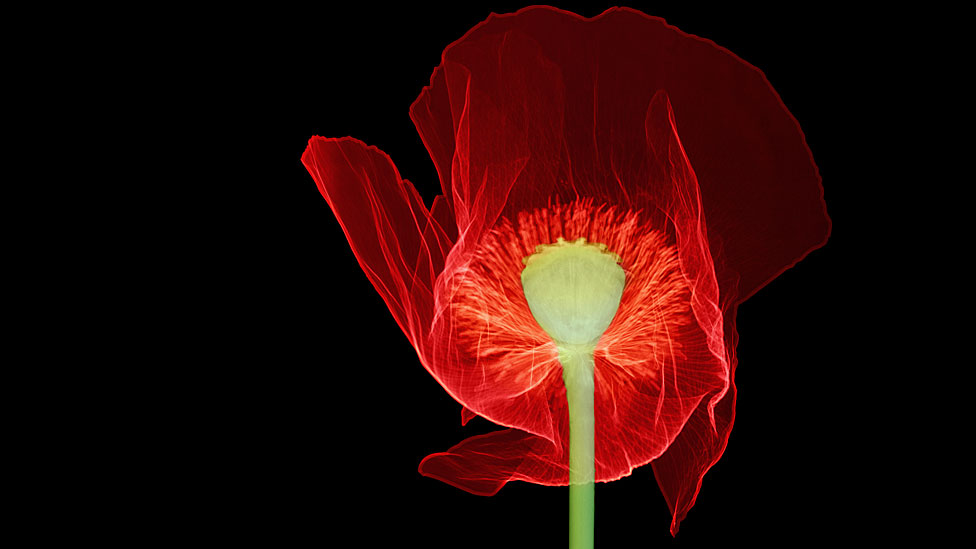 Amapola