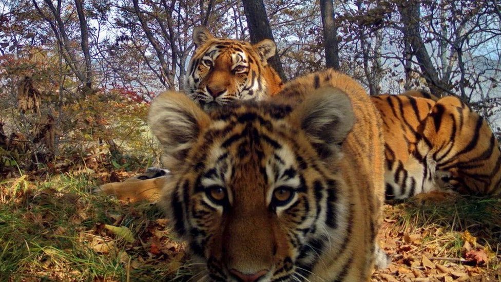 Амурские тигры в национальном парке «Земля леопарда», Сибирь (июль 2017 г.)