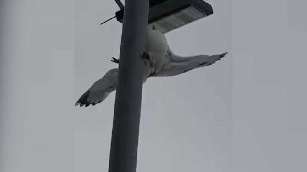 bird fishing using a pole Amazon.com : PAMUNULA Animal Catch Net Scalable 28-61 Inch Effective Pole Fishing Rigs featuring