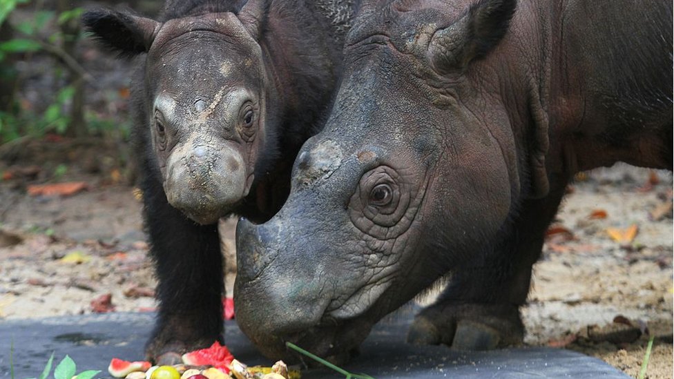 Malaysia's last known Sumatran rhino dies - BBC News