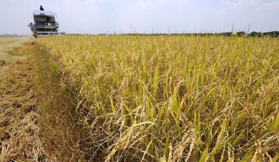 收獲季節，稻田變得一片金光燦燦