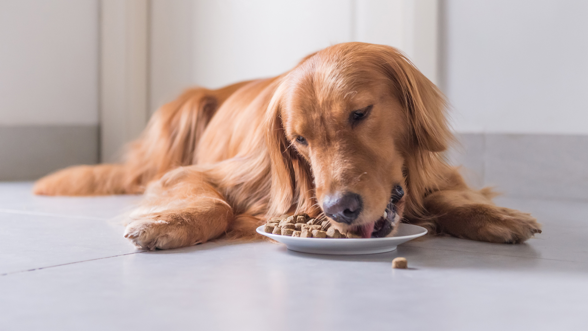 Dog food may be misleading owners by not listing ingredients - BBC Newsround