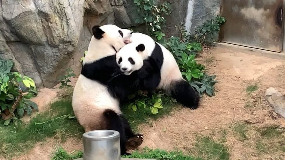 Ying Ying y Le Le lograron aparearse mientras el zoológico estaba cerrado al público debido al coronavirus.