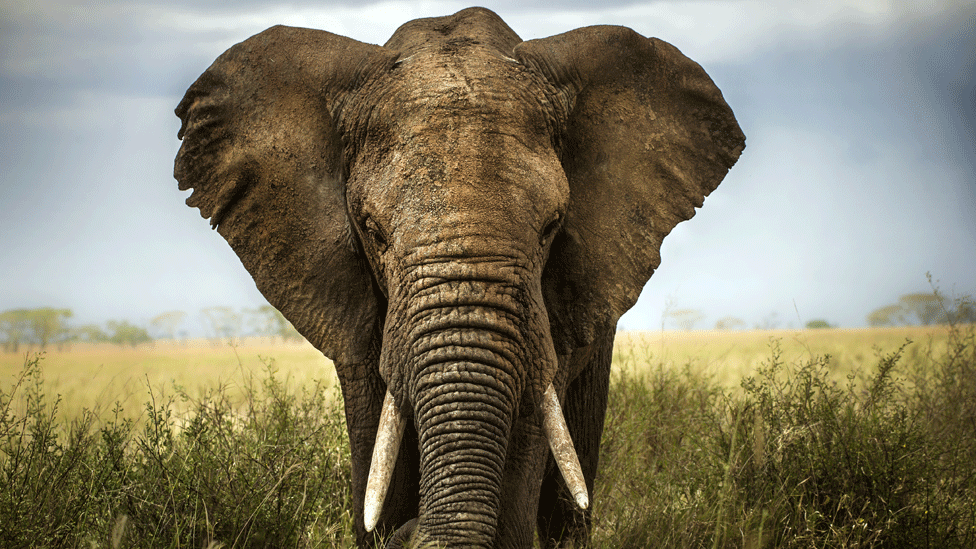 TEDWomen: Vibrations offer new way to track elephants
