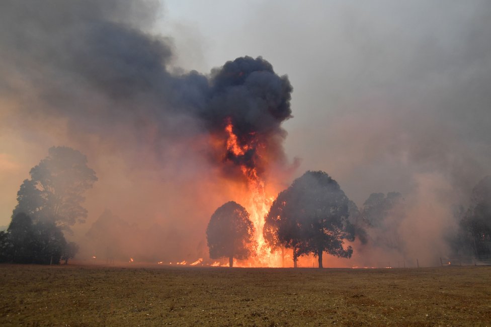 Дым и пламя поднимаются от горящих деревьев
