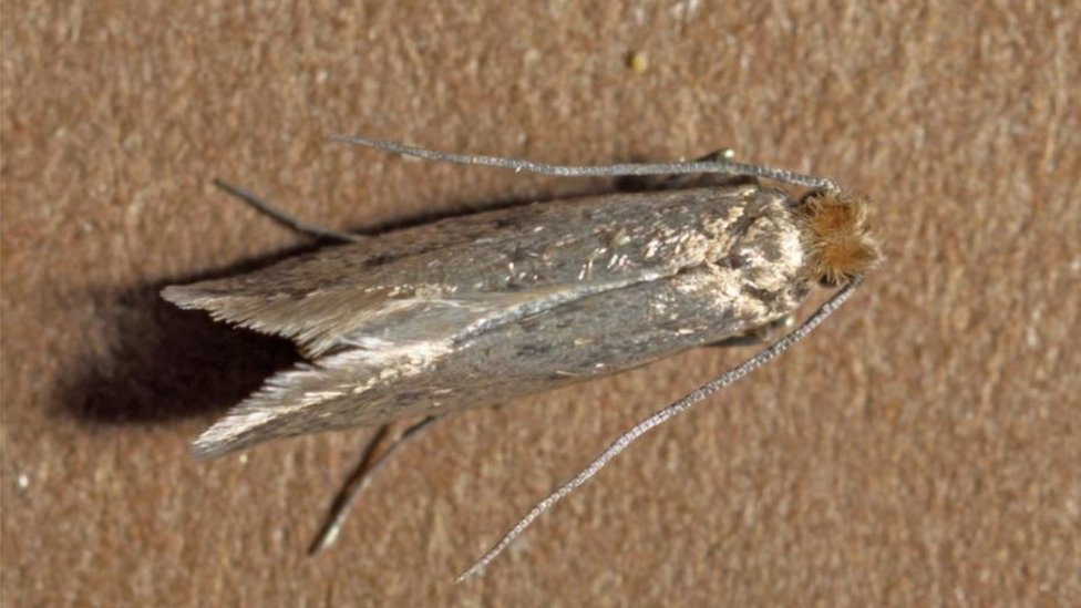Moths In My House Uk