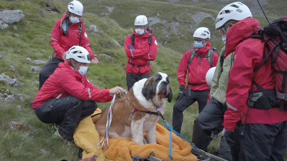 Rescue hot sale saint bernard