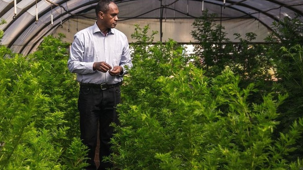 Rasamiharimanana Solofo, an agricultural engineer and researcher inspects plants of artemisia annua growing in greenhouses