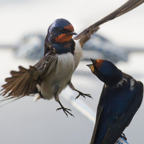 Si bien las golondrinas comunes están en la categoría "de preocupación menor" en la escala de conservación, en el último siglo se han perdido varios millones de individuos. Dos golondrinas comunes.