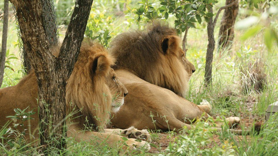 El trágico final de José y Liso, los dos leones rescatados de un circo en  Perú que fueron decapitados en un santuario de Sudáfrica - BBC News Mundo