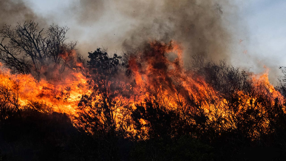 Un bosque se incendia en Córdoba