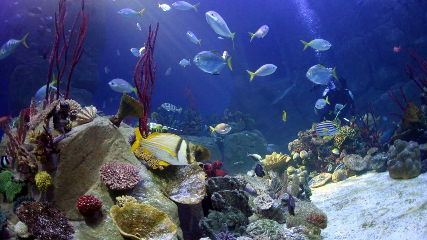 Aquariums 'deliver significant health benefits' - BBC News