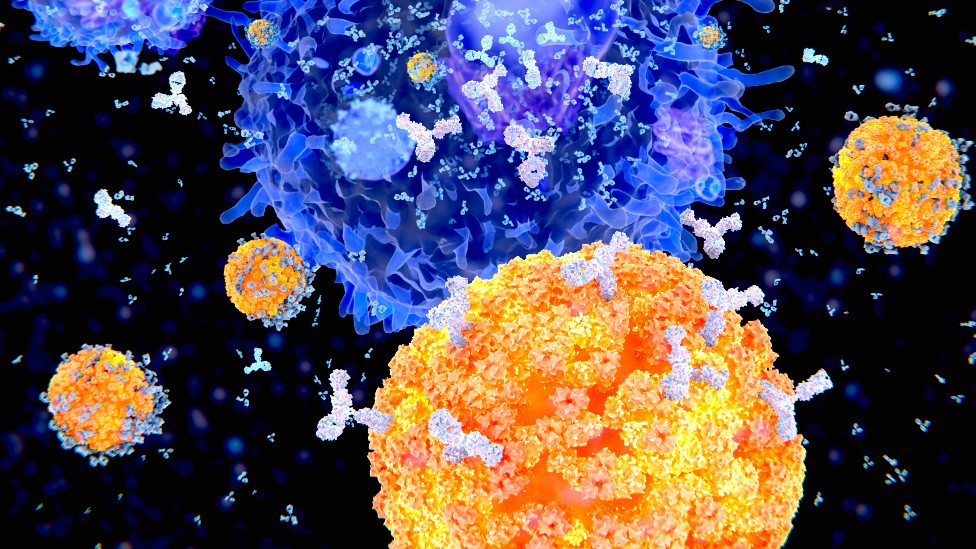 Esta ilustração mostra células plasmáticas (células B, em laranja) produzindo anticorpos (em branco) para combater um vírus (em azul)