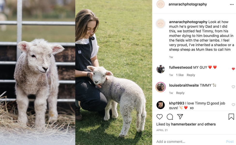Изображения Анны и овцы в социальных сетях