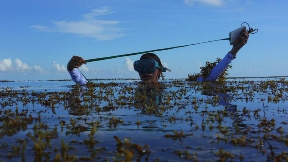 潛水的研究人員用尺測量海藻