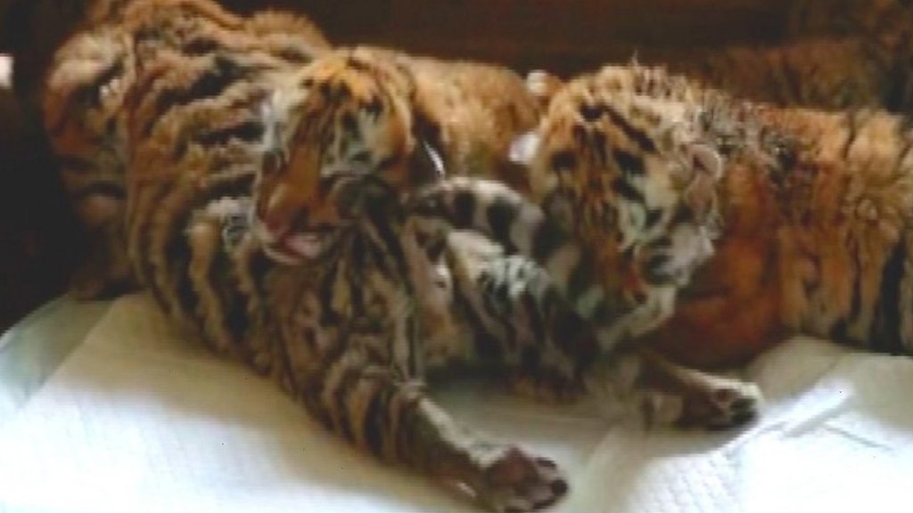 Four Siberian tiger cubs born in China