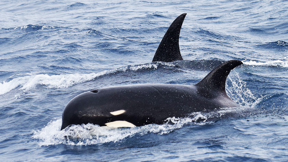Orcas tipo D en aguas subantárticas al sur de Chile