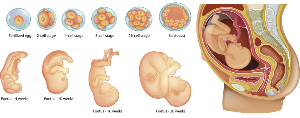 Эмбриональное и внутриутробное развитие человека