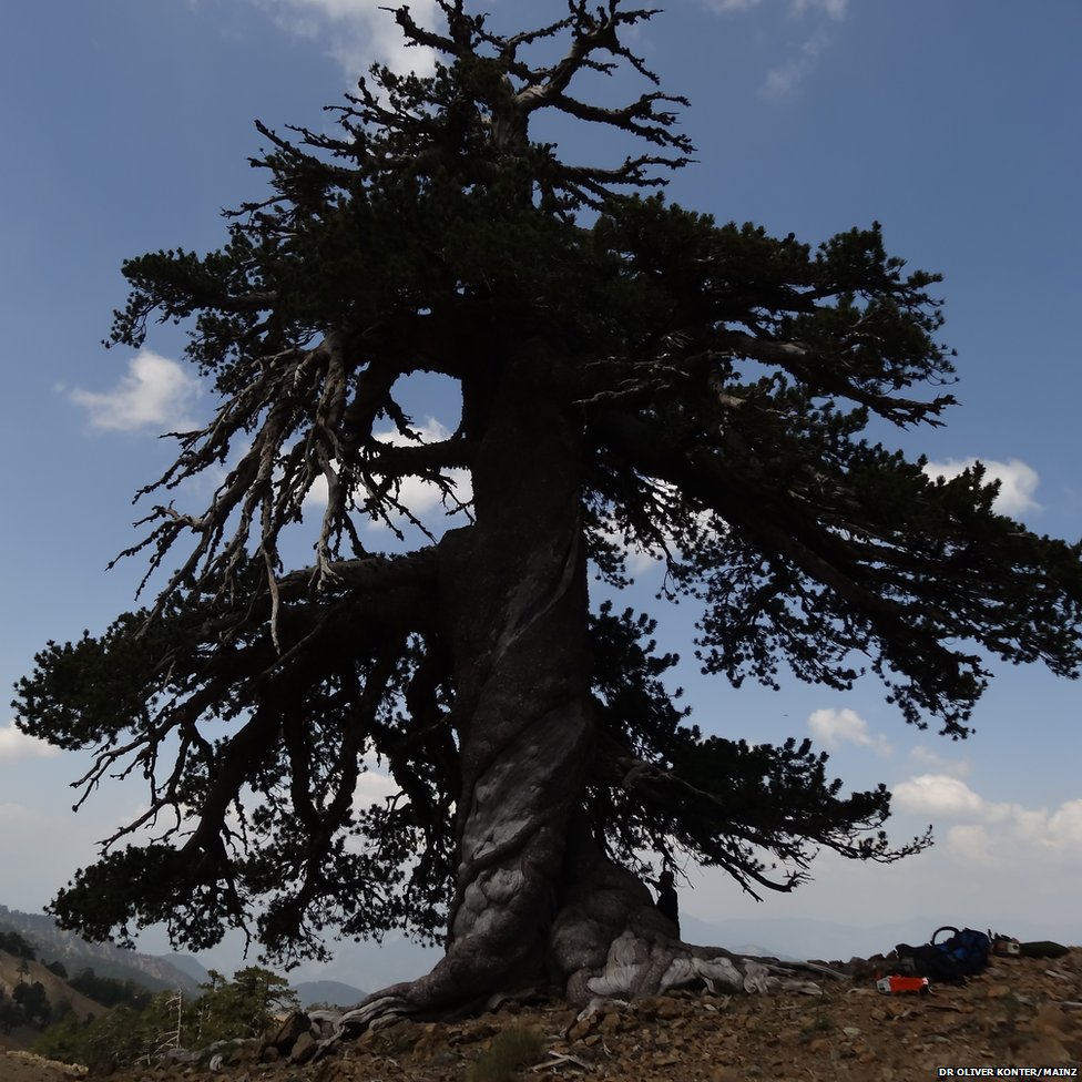 Bosnian pine tree is Europe's oldest living thing at 1,075 years old ...