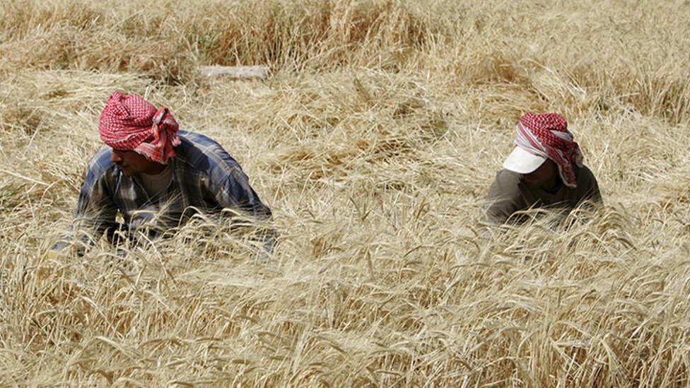 صورة لمزارعين أردنيين وسط حقل قمح في وادي الأردن