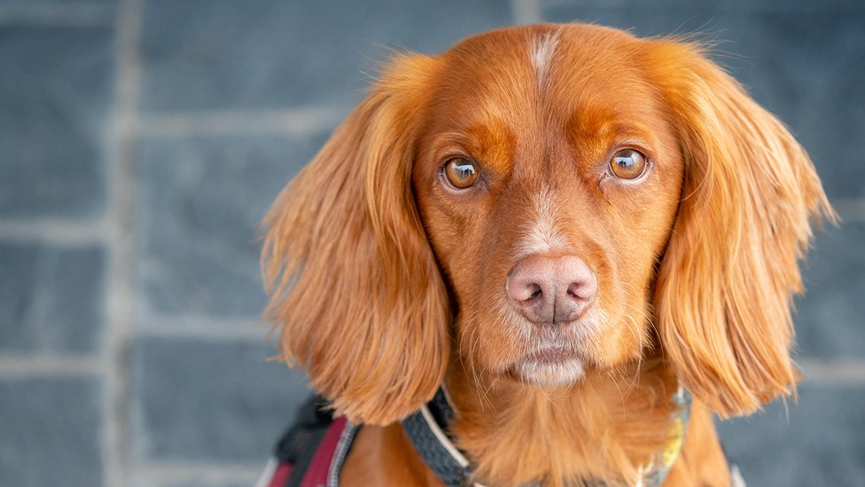 Are Cocker Spaniels Smart Dogs: What Do Experts Say