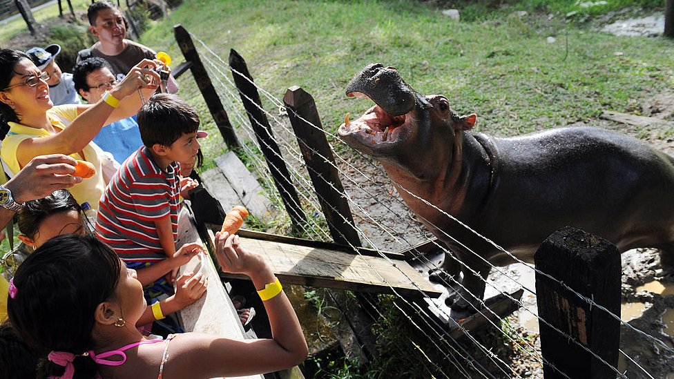 kuda nil, ilmuwan, Kolombia, kebun binatang