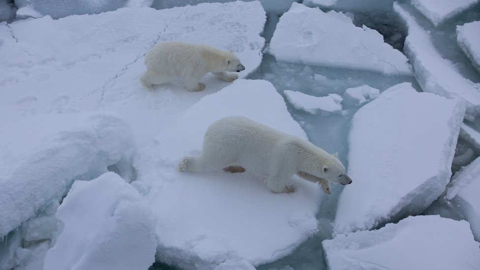 Osos polares desplazandos en hielo fragmentado