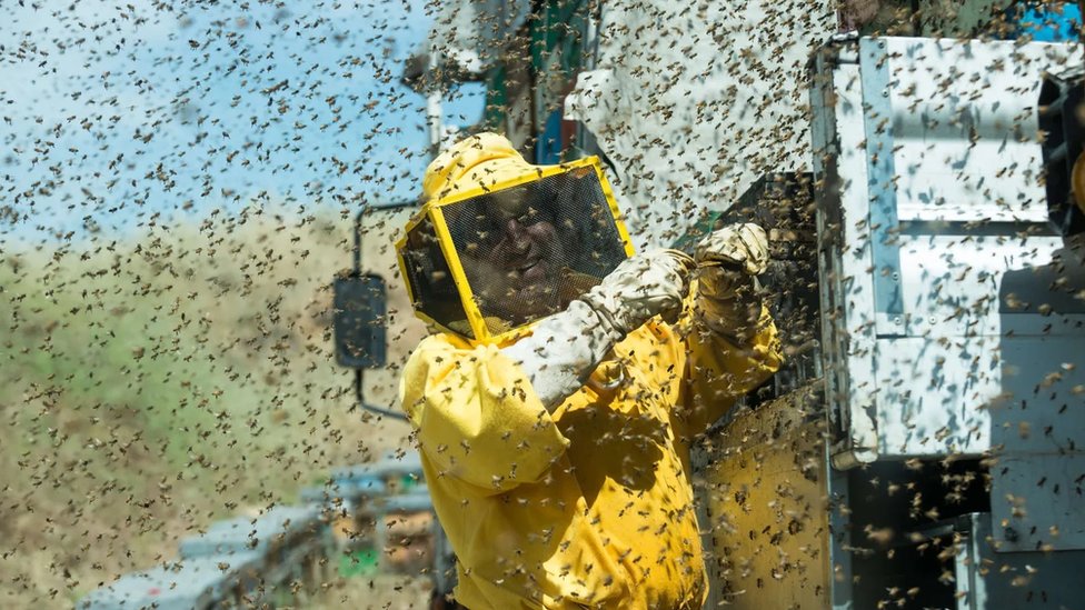[출처: Getty Images] 대규모 단일 작물 재배는 엄청나게 많은 수분 매개체가 필요하다. 그래서 수백만 마리의 꿀벌을 트럭으로 실어 나르는 일이 많아졌다