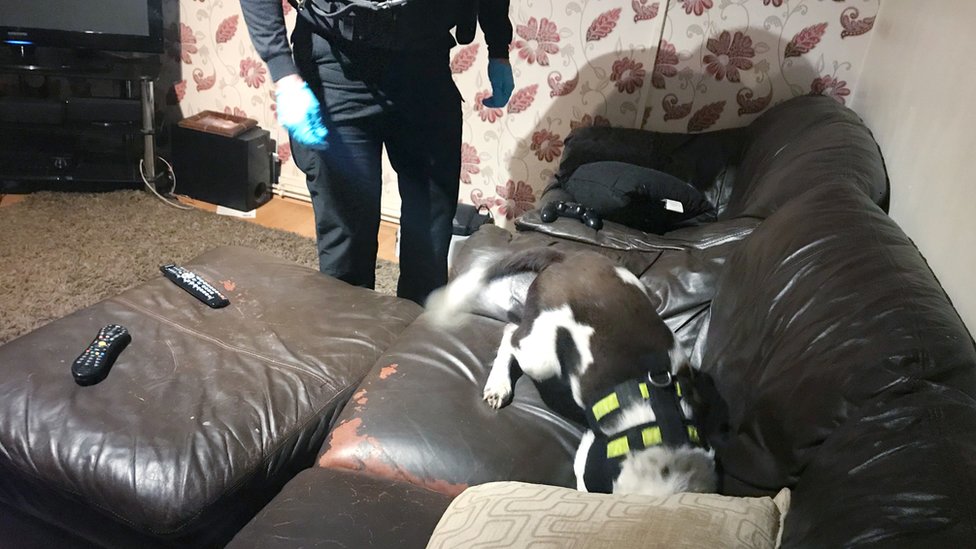Полицейские поиски собак