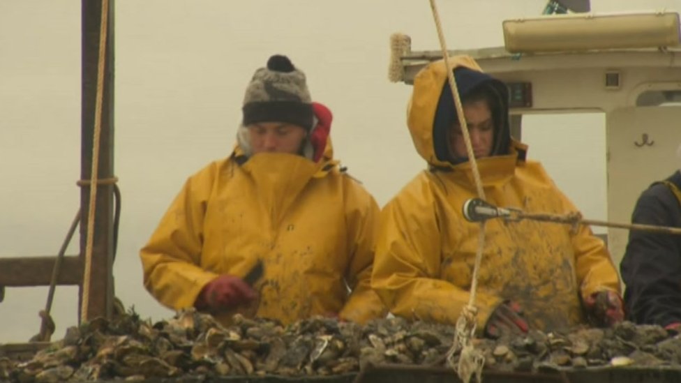 Устрица и устрица, Colchester Oyster Fishery