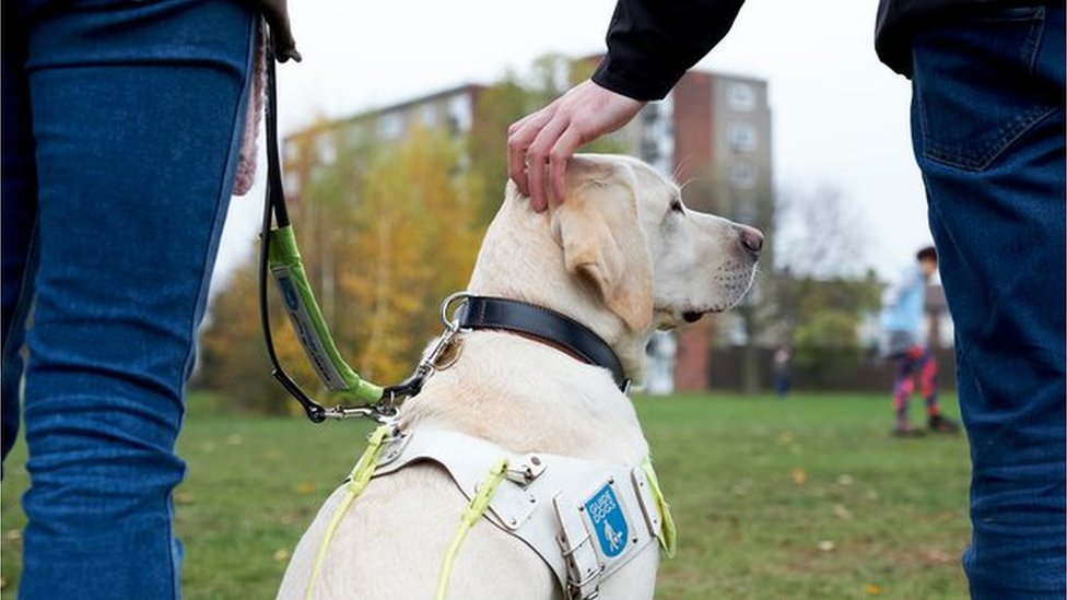 dog training for disabled