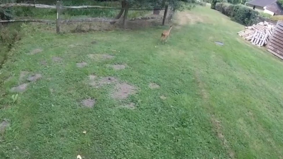 Убегающий олень