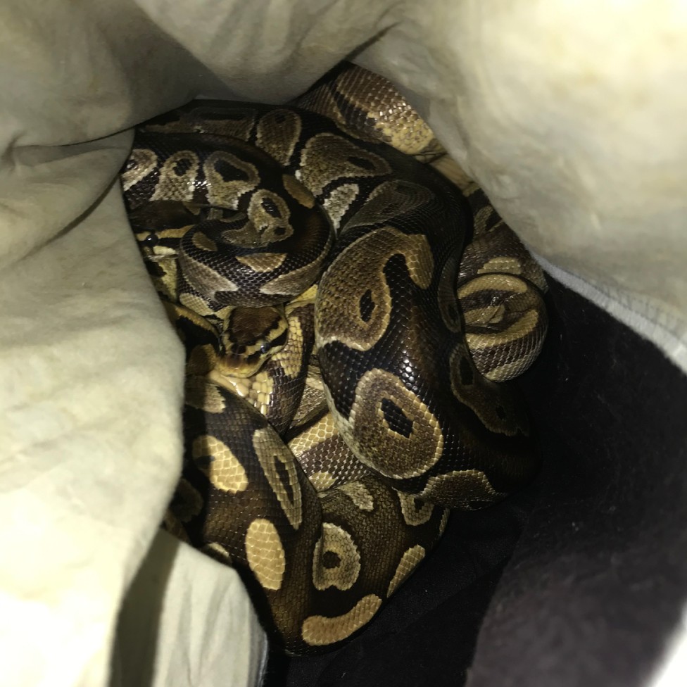 A python in a pillowcase